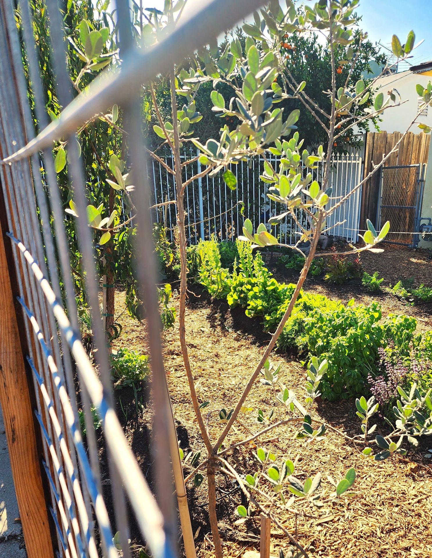 Garden, vegetable, organic, homestead, los angeles, growing vegetables